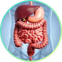 Gut & Liver Care